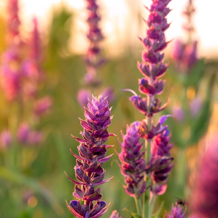 Huile essentielle 100 % pure de sauge sclarée pour la vente par Lotus Home Essentials