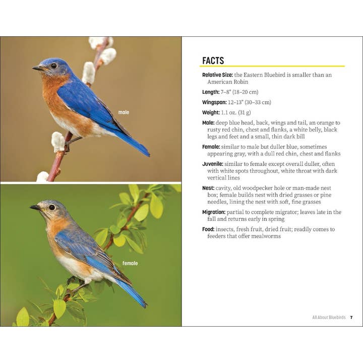 AdventureKEEN - Wholesale Nature & Outdoors - Attracting & Feeding Bluebirds5