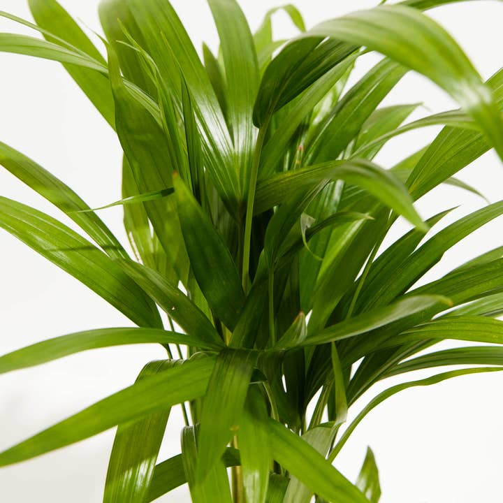 Lively Root - Wholesale Live Plant - Areca Palm Indoor Tree48