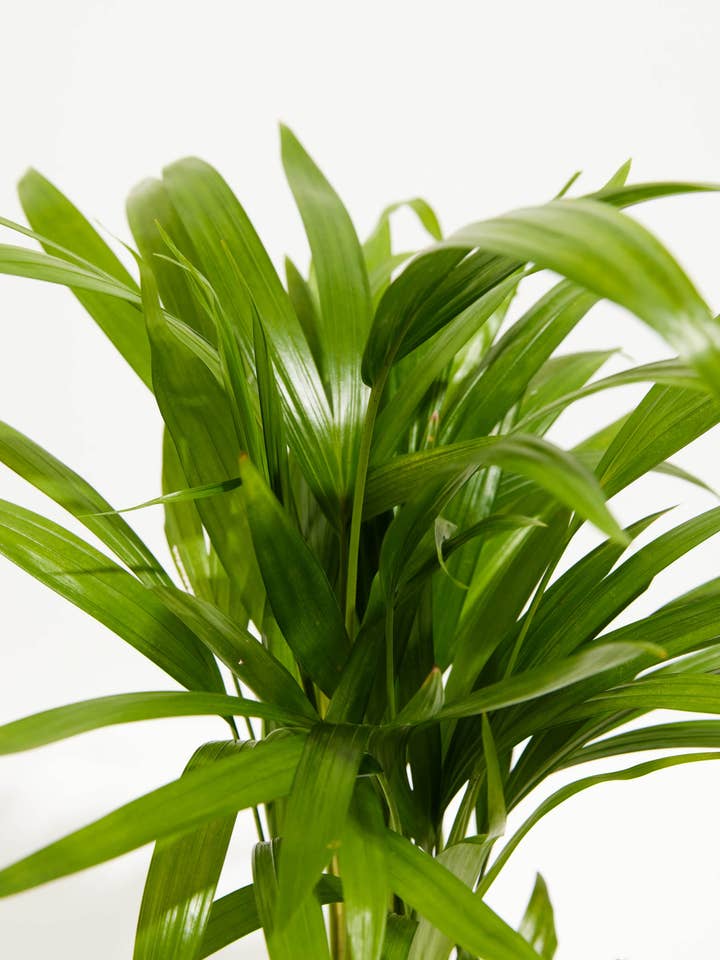 Areca Palm Indoor Tree for wholesale by Lively Root