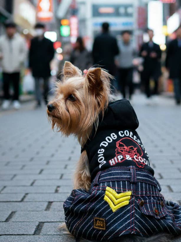 T-shirt & Jean Branché S471BK pour la vente par Dandy's Pawsome
