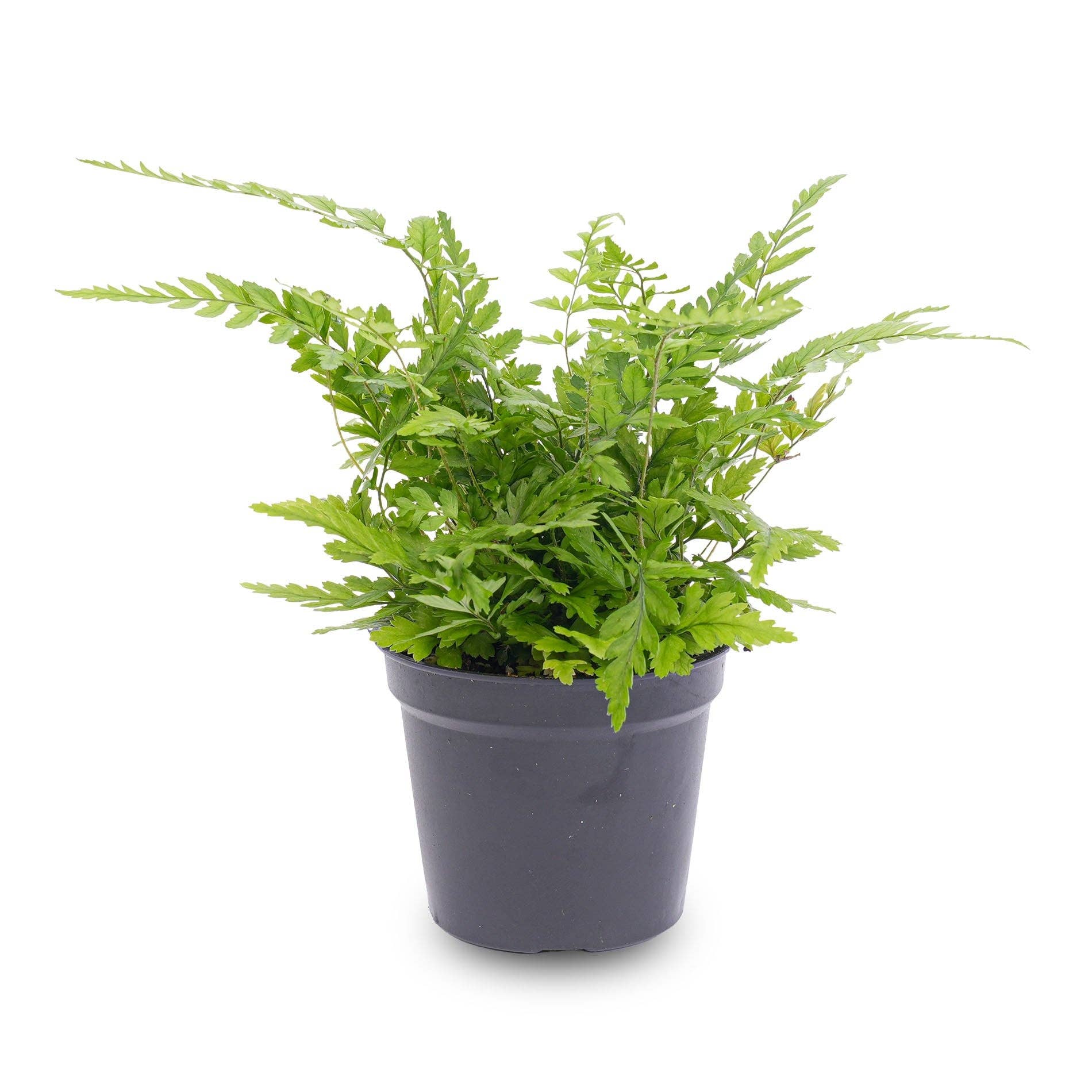 Trendhero.nl/b2b - Wholesale Live Plant - Fern - Athyrium spicatum - Terrarium plant2