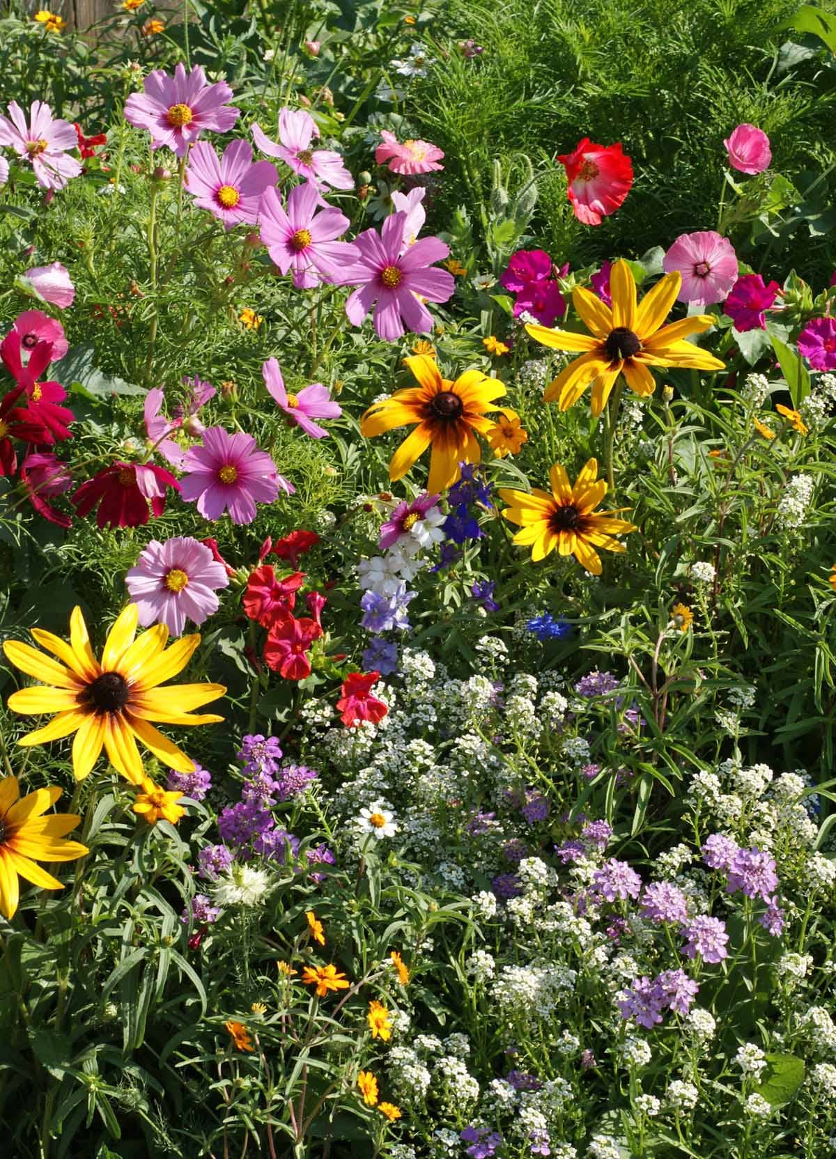 Silver Circle Products - Wholesale Plant Seeds - Cottage Garden Seed Stones6