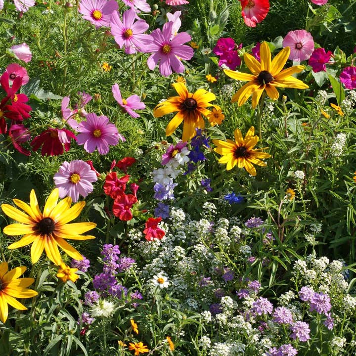 Silver Circle Products - Wholesale Plant Seeds - Cottage Garden Seed Stones6