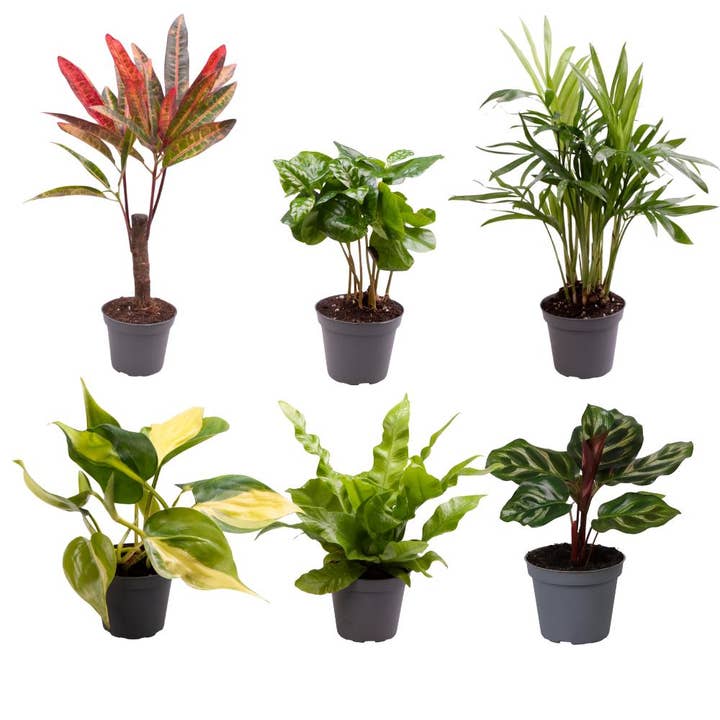 Trendhero.nl/b2b - Wholesale Live Plant - Baby Plants Surprise Box - Ø6cm - ↕12cm - x6