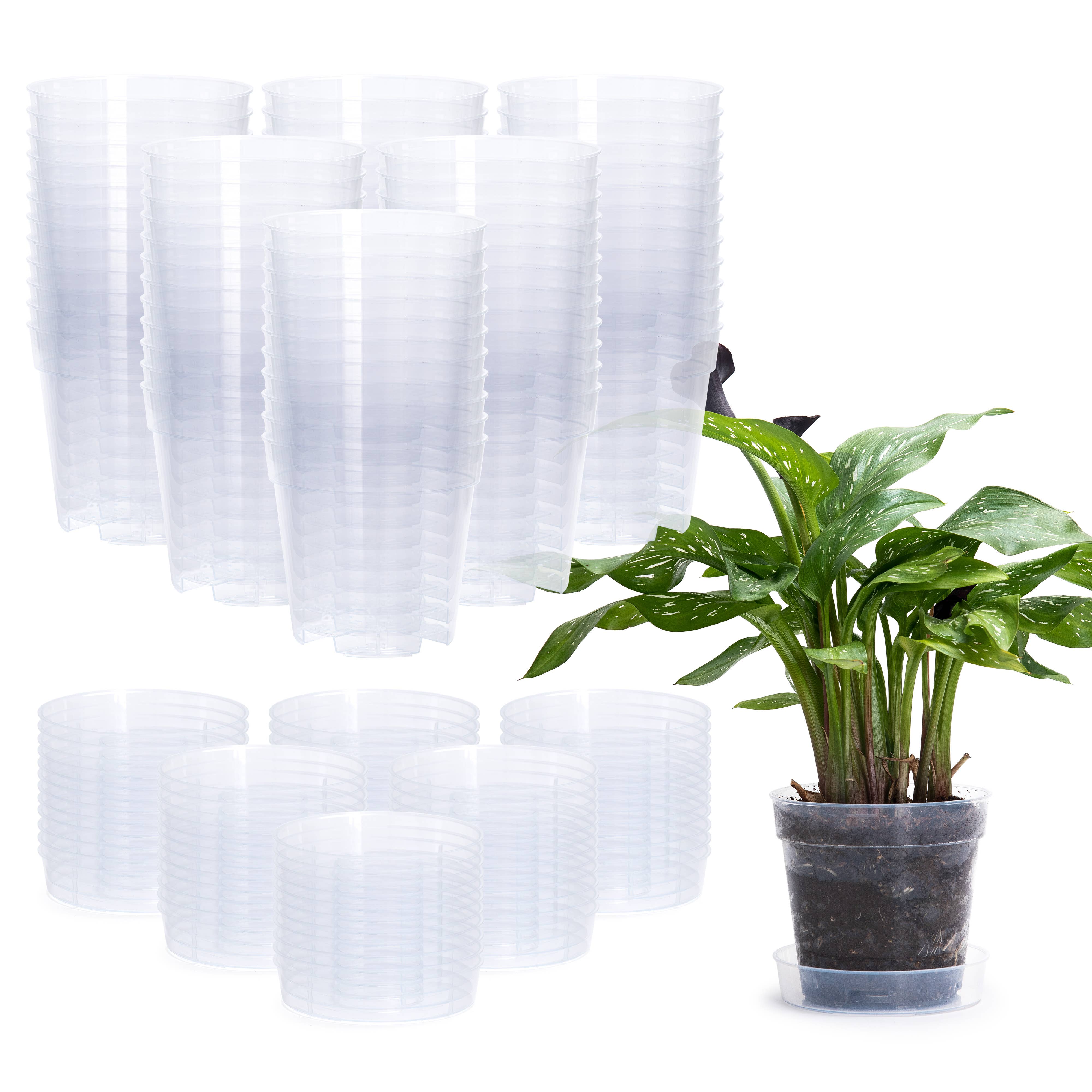 D'VINE DEV - Wholesale Plant Pot - Clear Nursery Pot with an Interlocking Saucer, 6" X 5.5"1