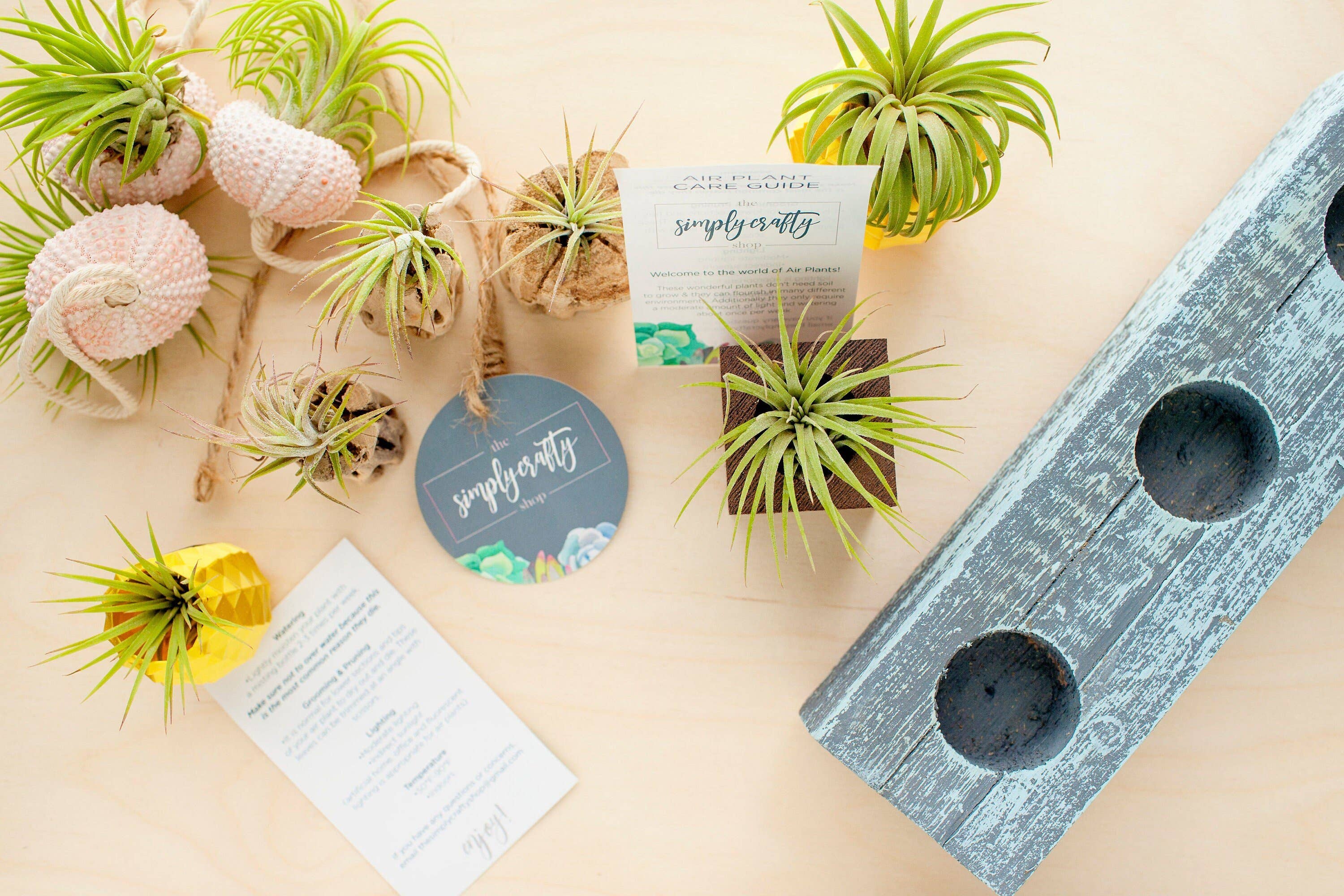 The Simply Crafty Shop - Wholesale Live Plant - Air Plant Jelly Fish on Rope9