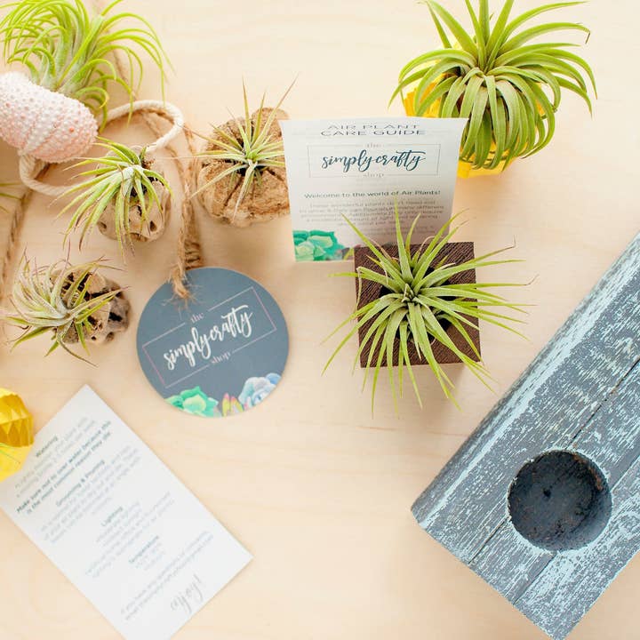 The Simply Crafty Shop - Wholesale Live Plant - Air Plant Jelly Fish on Rope9