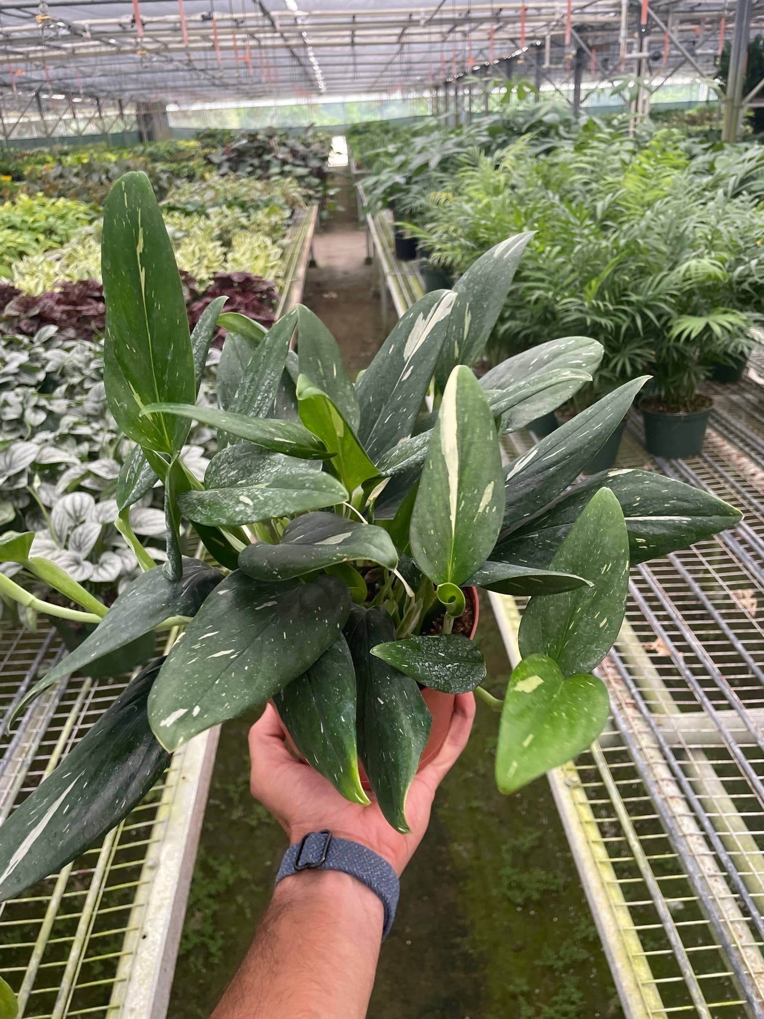 House Plant Wholesale - Wholesale Live Plant - Monstera 'Standeleyana Albo Variegated' - 6" Pot3