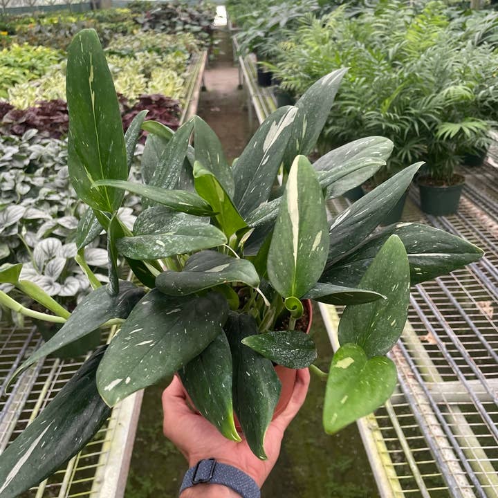 House Plant Wholesale - Wholesale Live Plant - Monstera 'Standeleyana Albo Variegated' - 6" Pot3