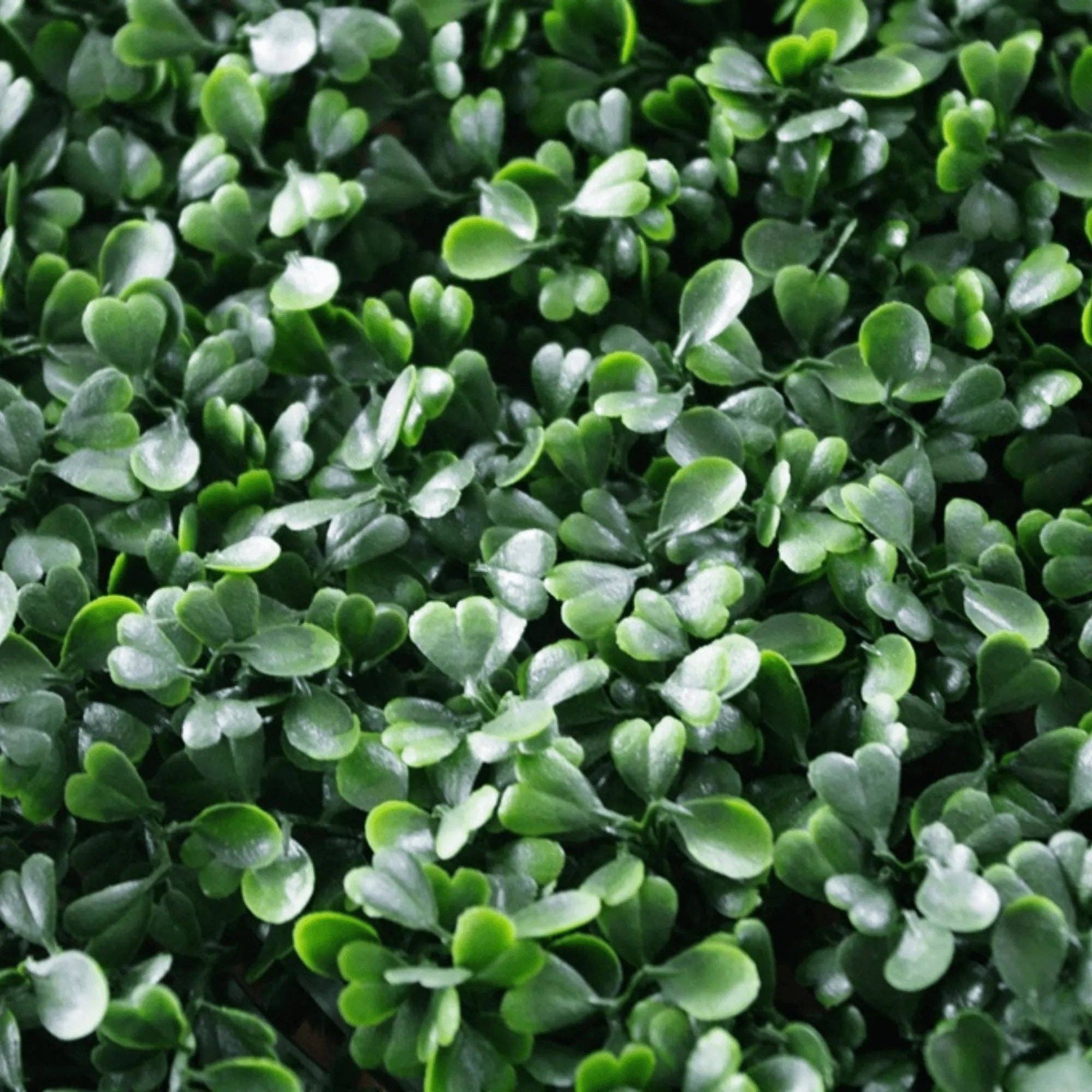 Designer Plants - Wholesale Artificial Plant - Dark Artificial Boxwood Wall 40" x 40" 11SQ FT Commercial Grade UV Resistant4