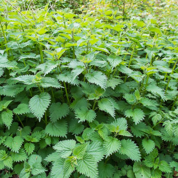 HealthTea – wholesale Protein/superfood powder – Nettle Leaf Powder