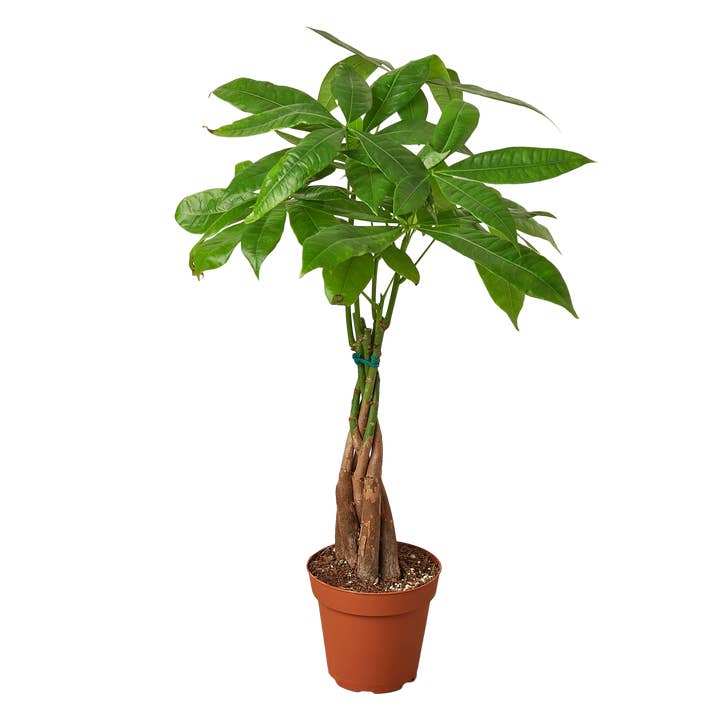 House Plant Wholesale - Wholesale Live Plant - PACHIRA BRAID 4-inch