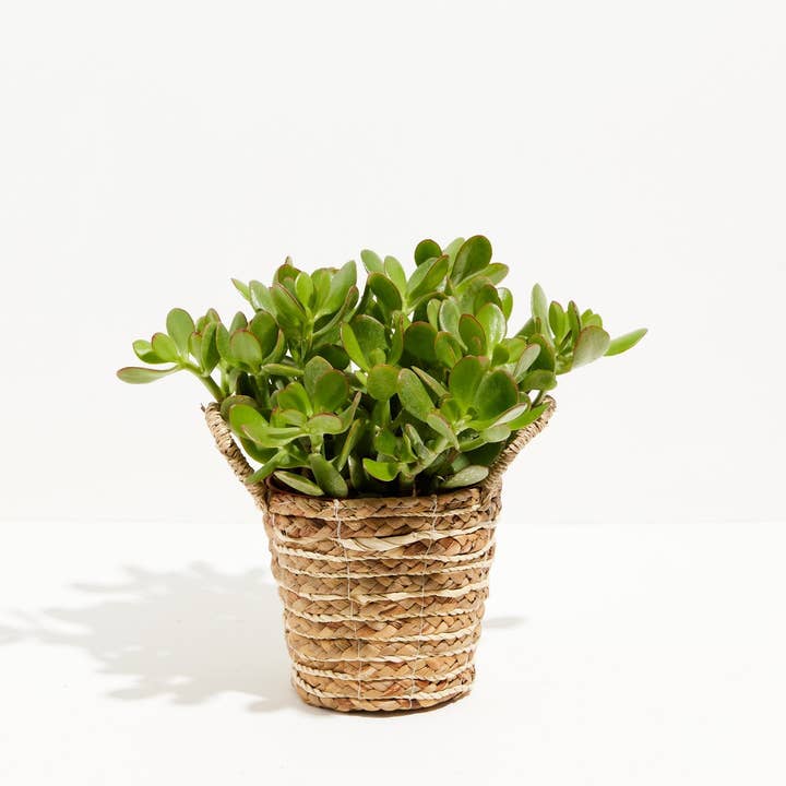 Lively Root - Wholesale Live Plant - Jade Plant33