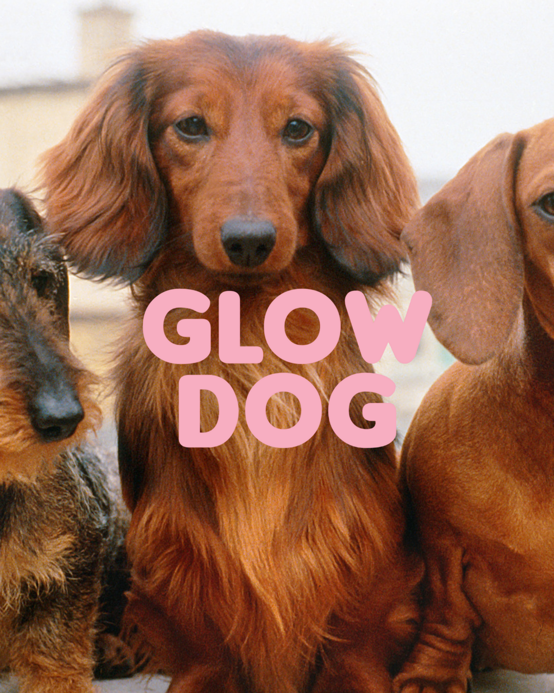 Masco Beauty - Wholesale Pet Shampoo - Dog - Glow Dog – 2-in-1 Vitamin Shampoo & Conditioner for Dogs4