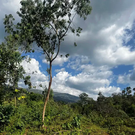 Burlap & Barrel - Wholesale Dried Spice - Grains of Paradise - Single Origin Spice & Seasoning3