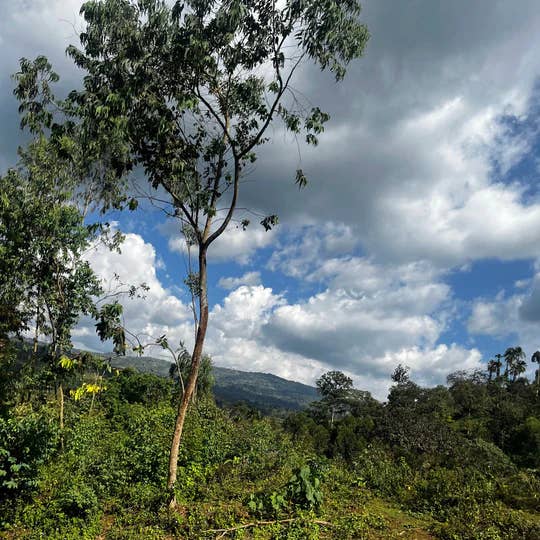 Burlap & Barrel - Wholesale Dried Spice - Grains of Paradise - Single Origin Spice & Seasoning3