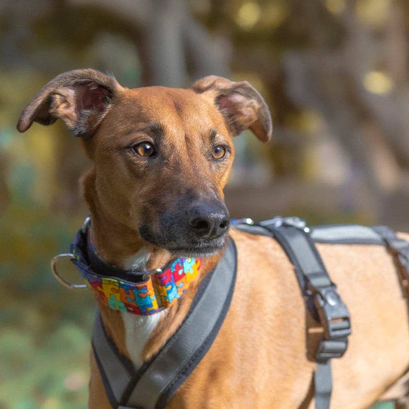 candyPet – Großhandel Haustiergeschirr – Hund – 3-Punkt Anti-Fluchthund-Geschirr8