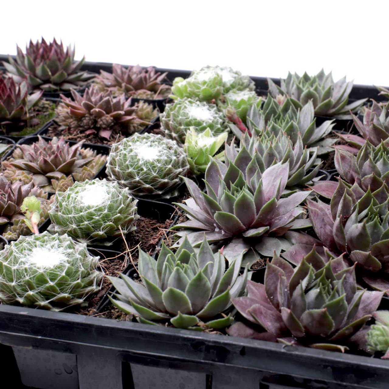Mountain Crest Gardens - Vente Succulentes - Pack de 50 Sempervivum (10 Variétés, Pots de 2")1
