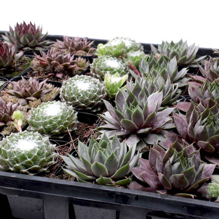 Mountain Crest Gardens - Wholesale Succulent - Sempervivum 50-Pack (10 Varieties, 2" Pots)1