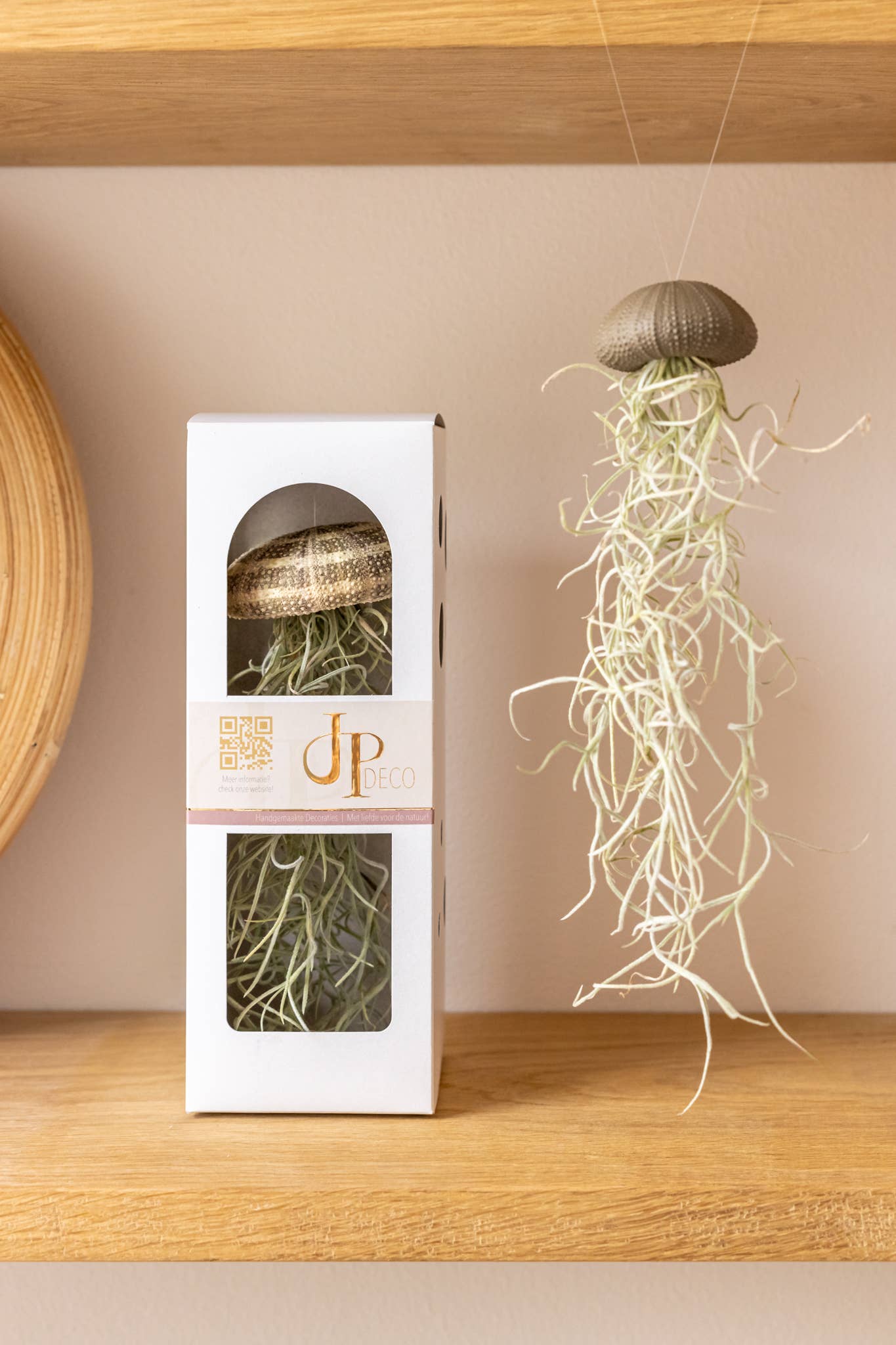 Juffrouw Pannenkoek deco /JP deco - Vendita all'ingrosso Piante vive - Confezione regalo per pianta d’aria a riccio di mare sospeso0