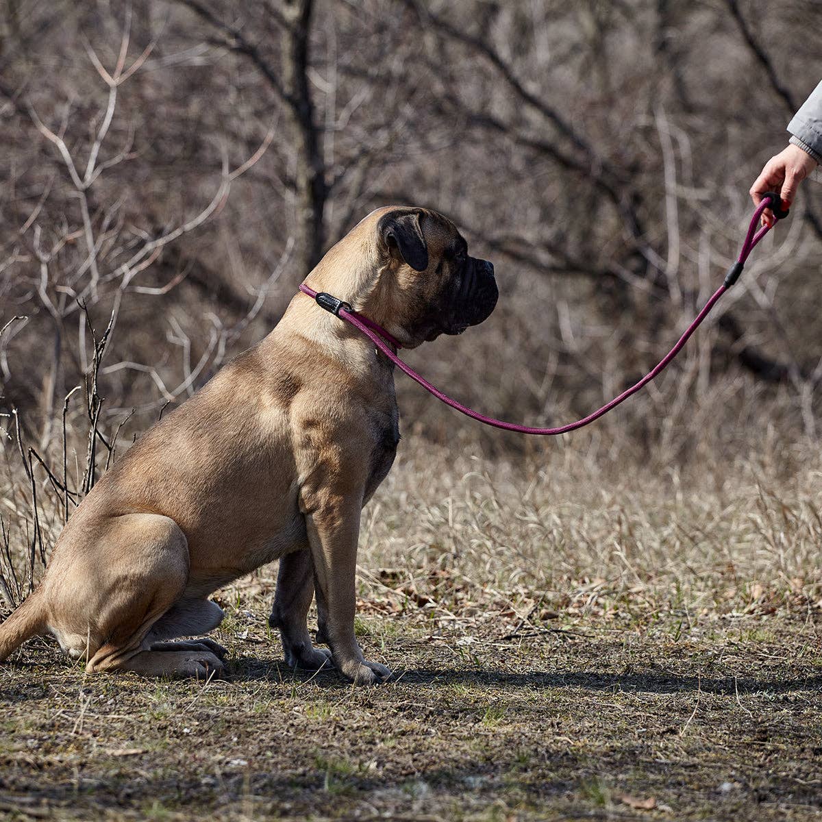 Dogline - Vente Laisse – chien - Laisse coulissante ronde en nylon12