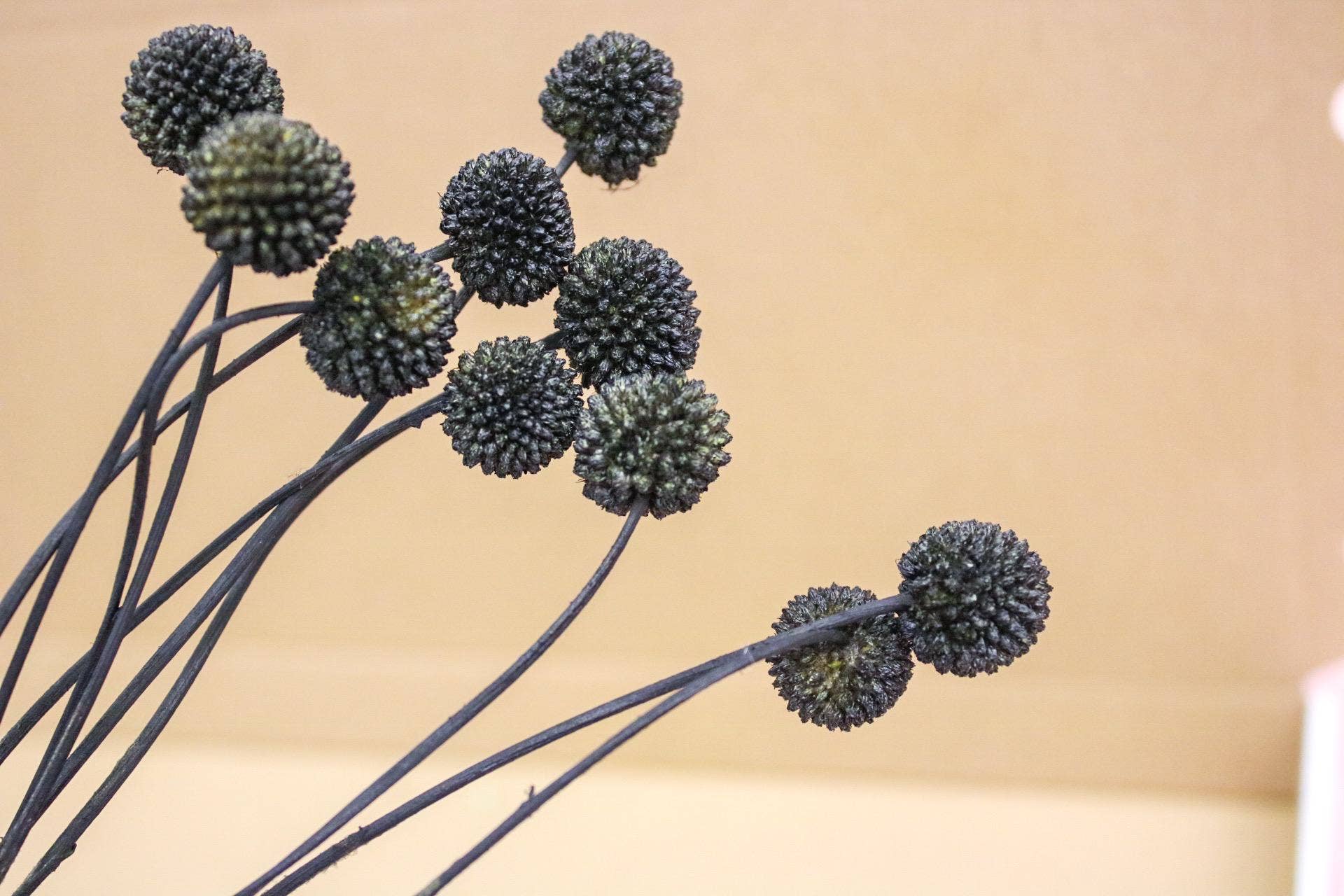 Wildestdreams.flowers – wholesale Dried/pressed flowers – Black Dried Craspedia Flowers, Craspedia Black Billy Button 0