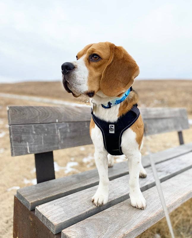 Rocky Mountain Dog - Vente Collier – chien - Collier pour chien Alpine – Kootenay, 1 po de largeur6