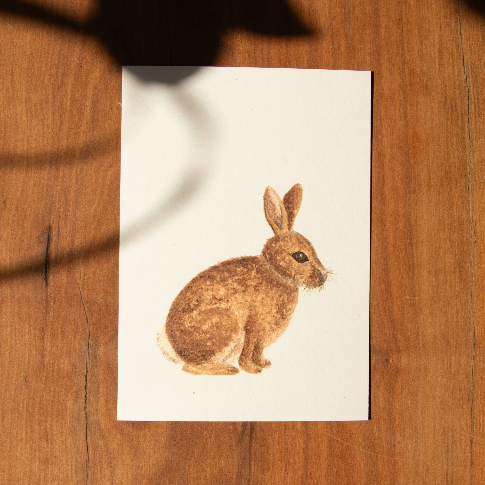 erd.apfel - Wholesale Postcard - Postcard Animals - Rabbit0