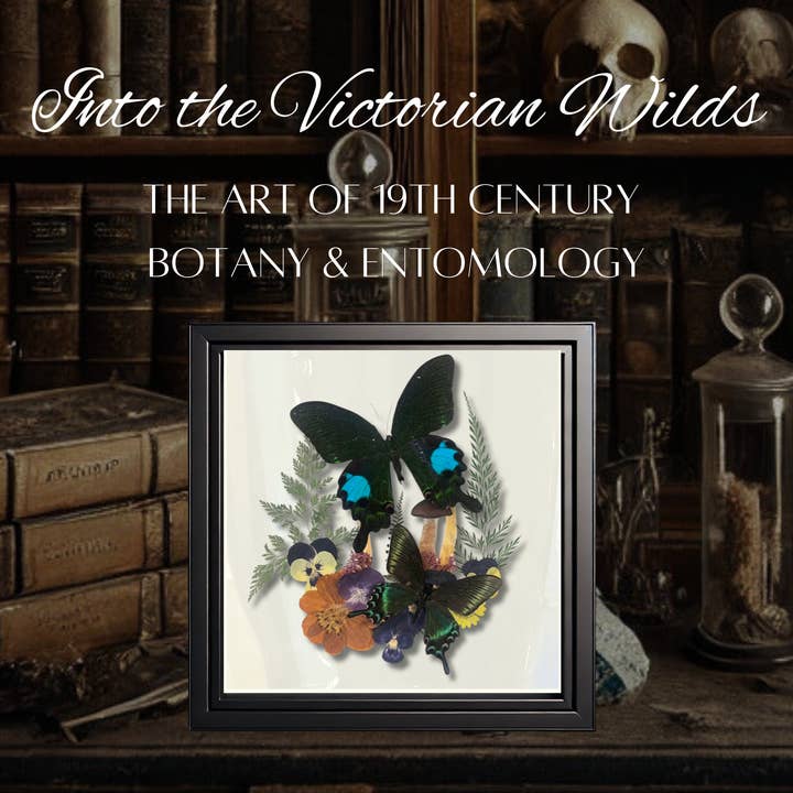 Instar Innovations - Wholesale Wall Accent - Papilio maackii, P. Paris 9x9x2 in Shadowbox Â