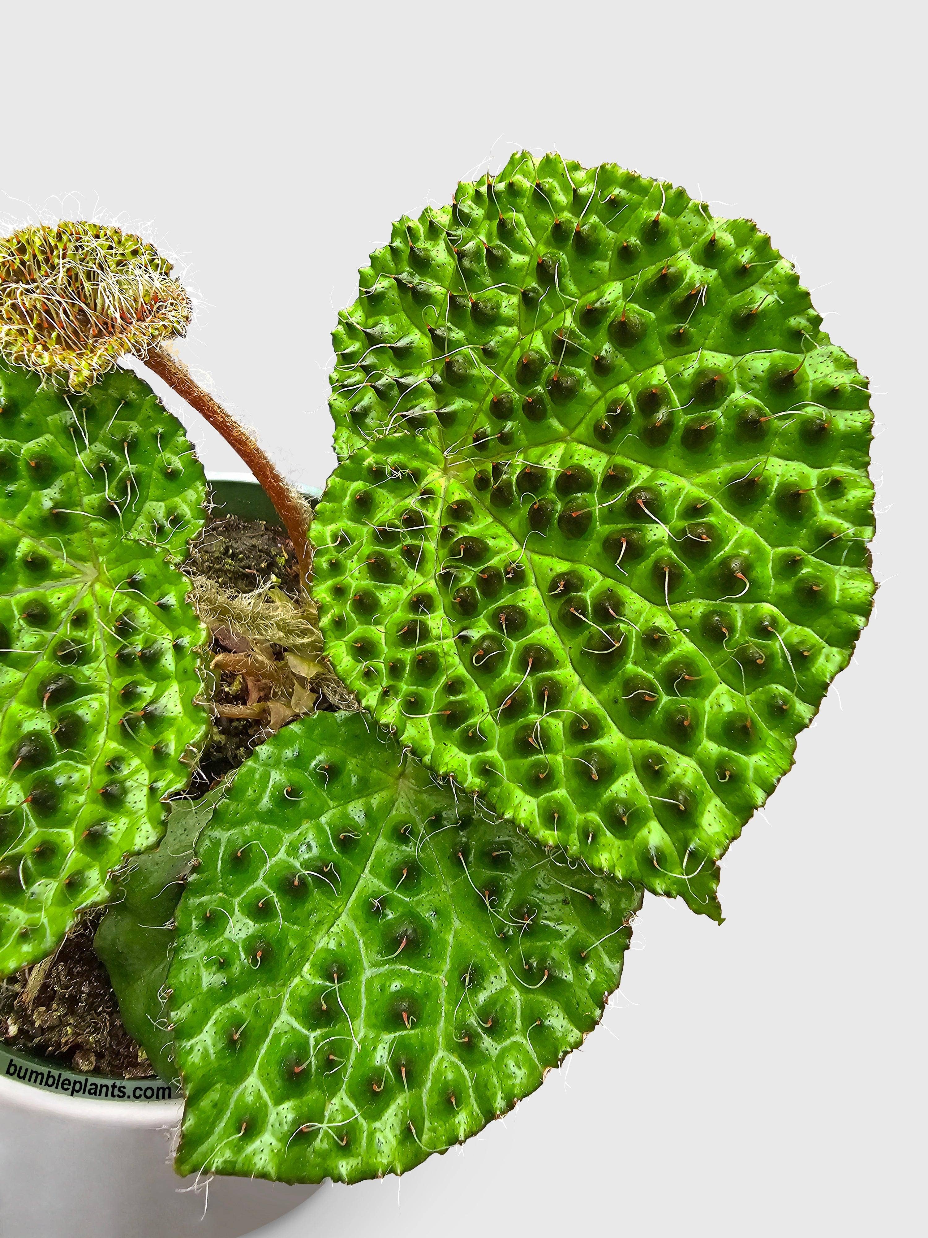 Bumble Plants - Wholesale Live Plant - Begonia Melanobullata1