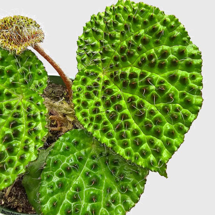 Bumble Plants - Wholesale Live Plant - Begonia Melanobullata1