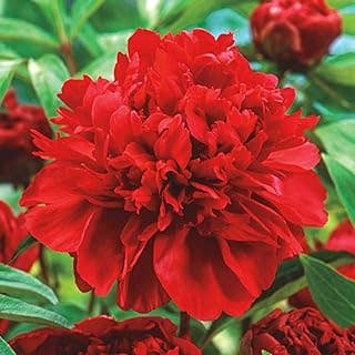 UniqueMartandHome - Wholesale Live Plant - Peony Festiva Maxima Bare Root Live Plants - Outdoor Garden0