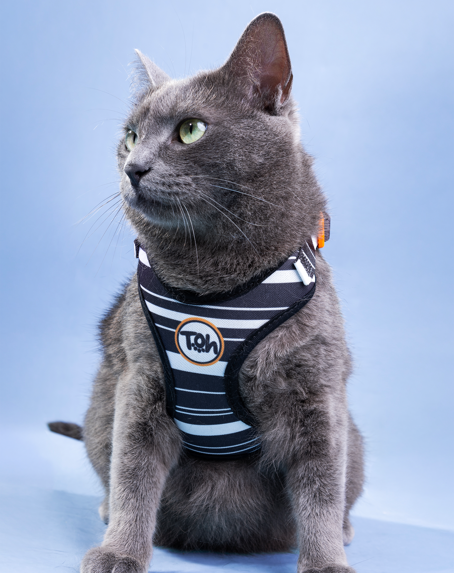 Toh - Venta al por mayor Arnés - Gatos - Conjunto de arnés en H para gato Comfort + correa Eclipse3