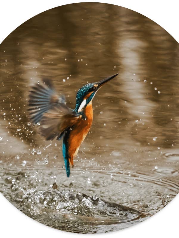 Muurcirkel watervogel voor wholesale door Label2X B.V.