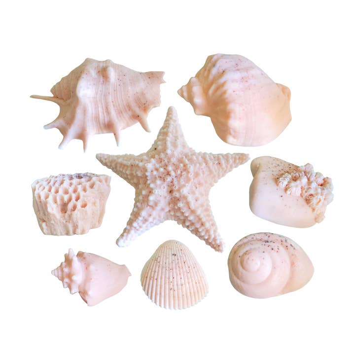 LOT DE 8 SAVONS - Rose et patchouli | Savon Seashell pour la vente par Seashell Soap