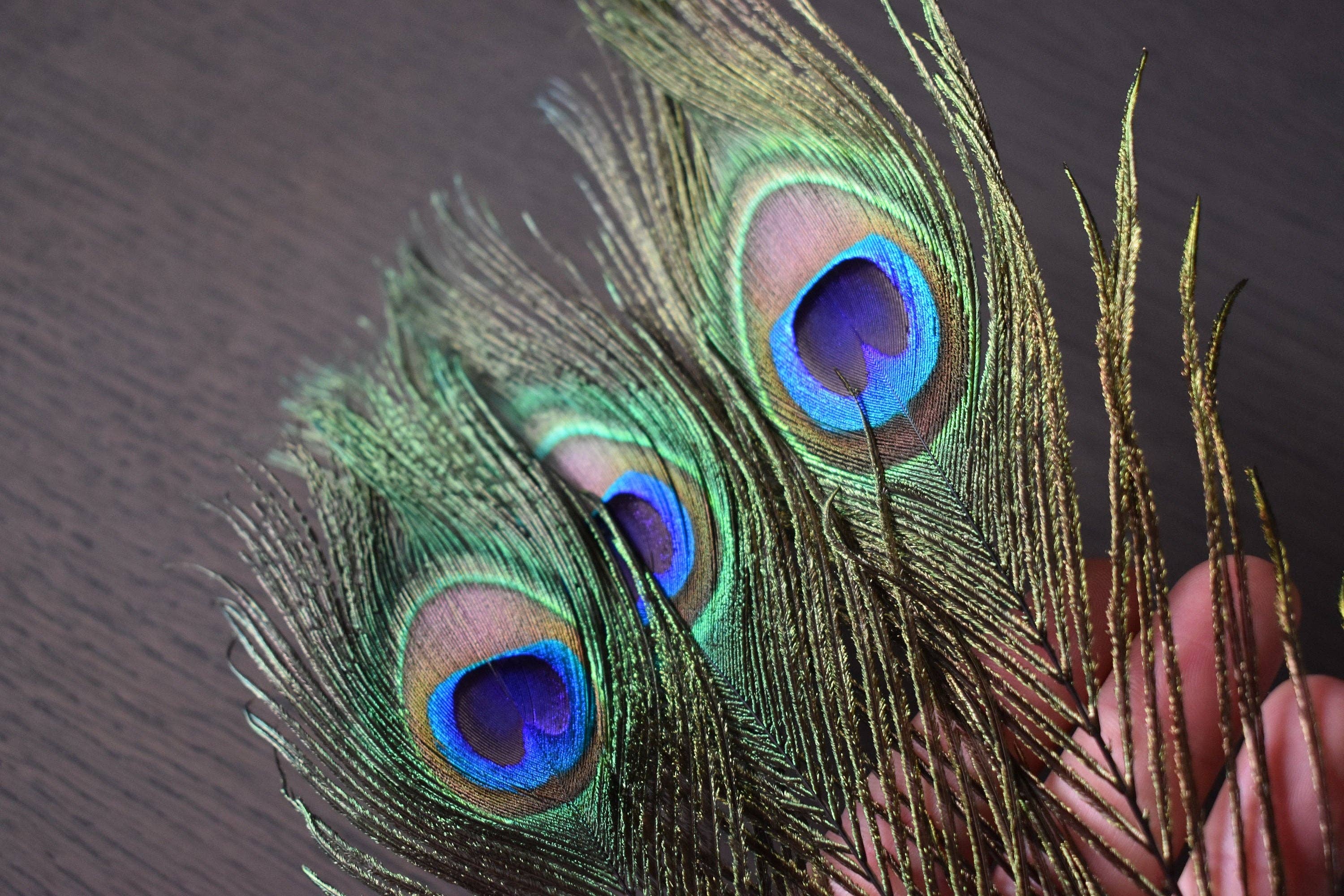 Plumes Naturelles - Wholesale Dried/Pressed Flowers - Peacock feathers 40 centimeters3