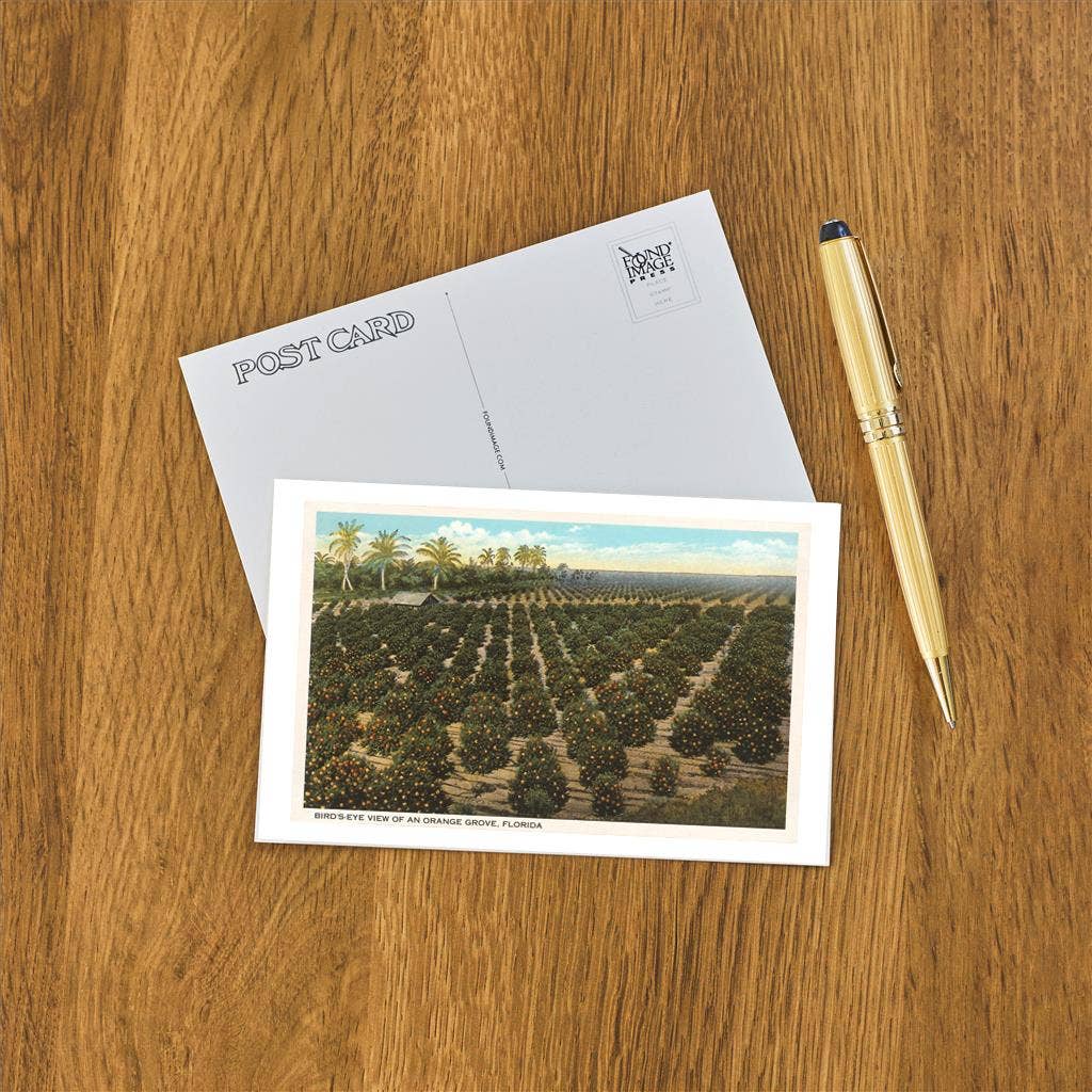Found Image Press - Wholesale Postcard - Postcard FL-395 Orange Grove, Florida1