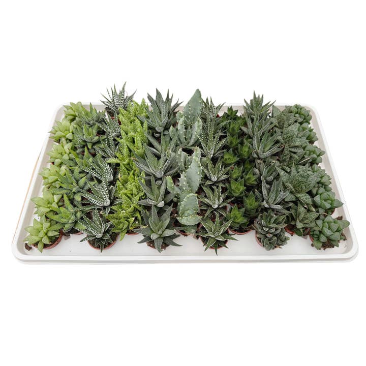 Succulent Wholesale - Wholesale Succulent - Assorted Haworthia & Aloe | 1.5 inch