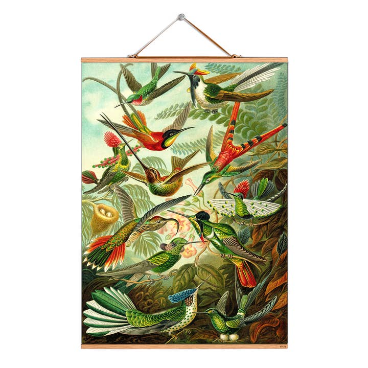 Scroll picture illustration # 009/Haeckel/Hummingbirds for wholesale by Eicie