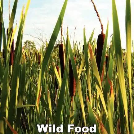 Books by splitShops - Wholesale Nature & Outdoors - Wild Food Identification Guide - Paperback