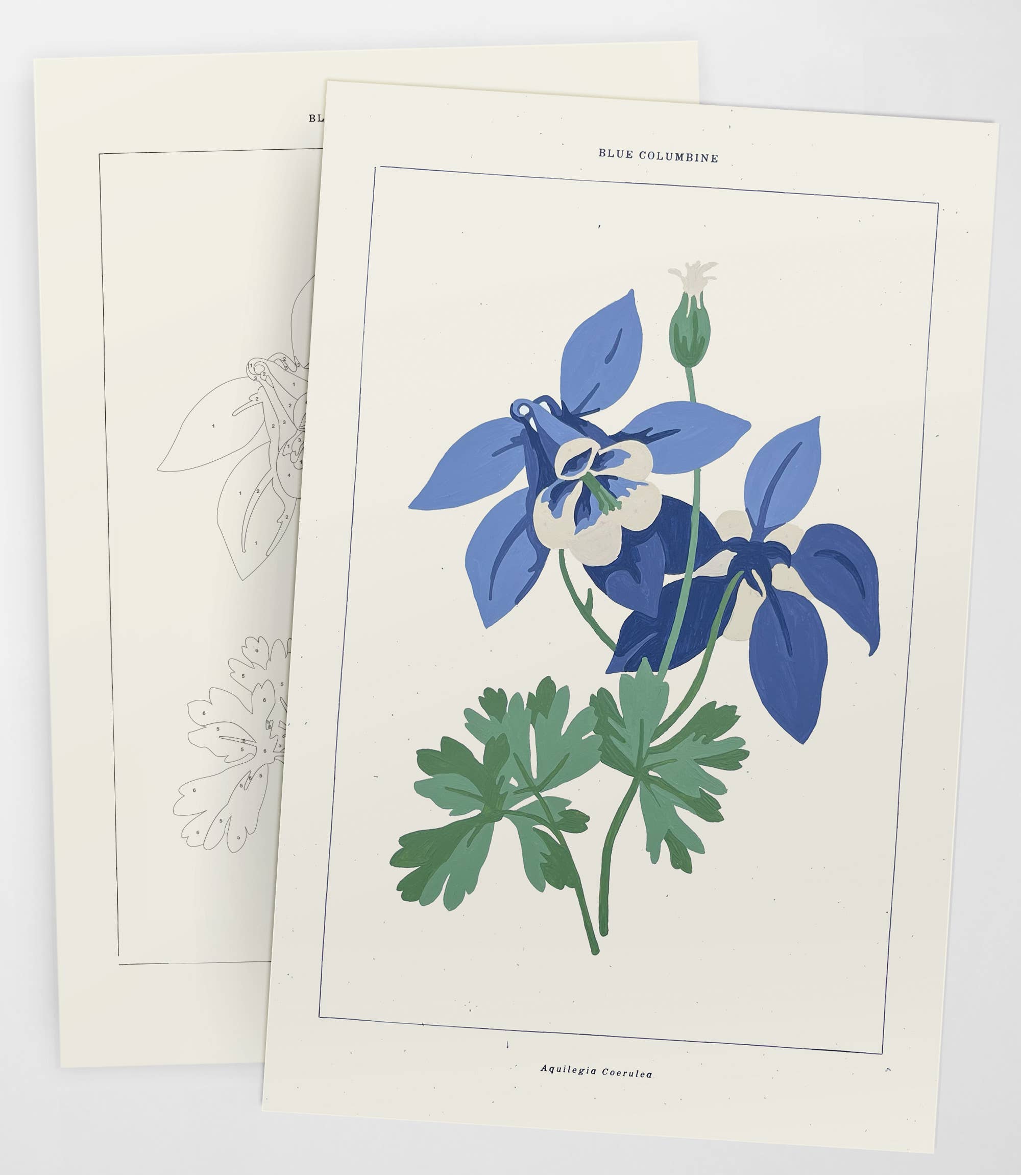Coloready - Wholesale DIY Craft Kit - Blue Columbine Botanical | Modern Paint By Numbers Kit2