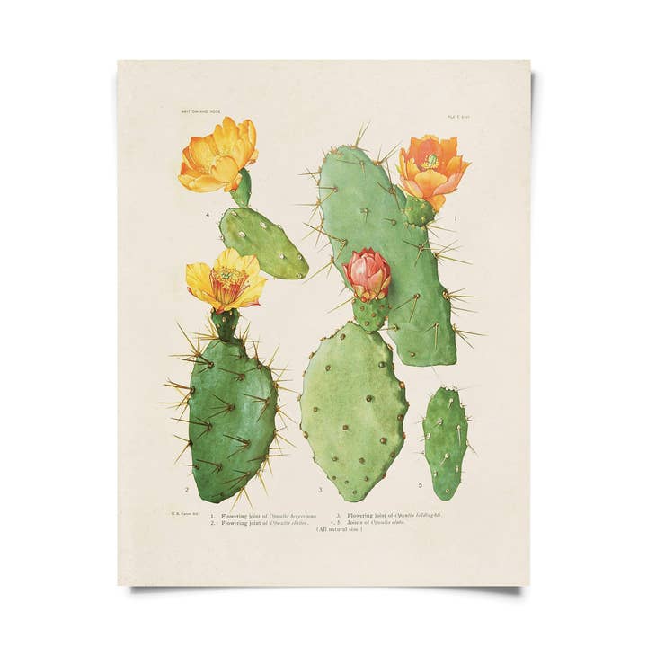 Liquidation d'impression de cactus botanique vintage 26 pour la vente par Curious Prints