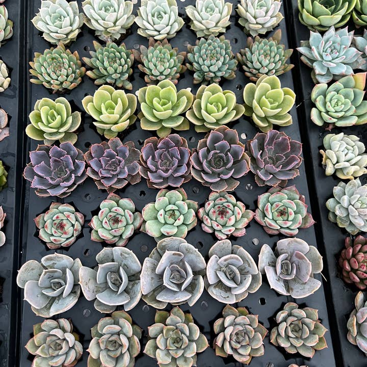 Blúme Gardens - Wholesale Live Plant - 50ct Succulent Plugs | Live Rooted Plants