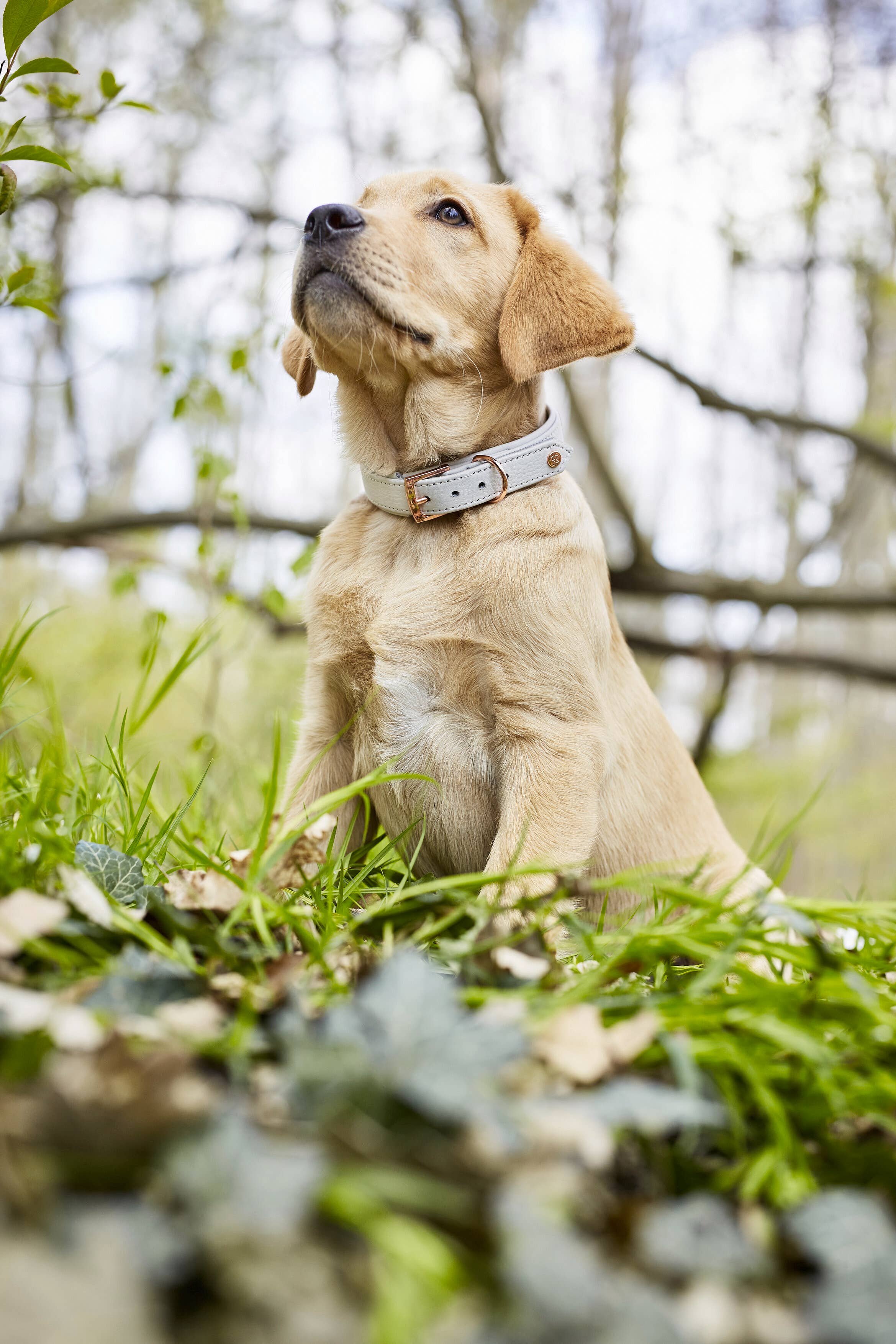 LABONI - Volentis GmbH - Wholesale Pet Collar - Dog - AMICI dog collar30