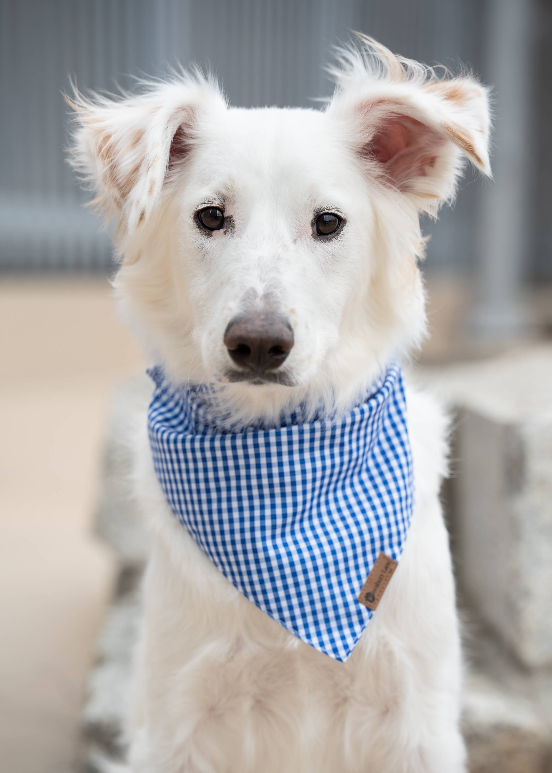 Pawsbury Lane – wholesale Pet bandana – Dog – Matching Dog and Owner : Headband and Bandana - Blue Gingham7