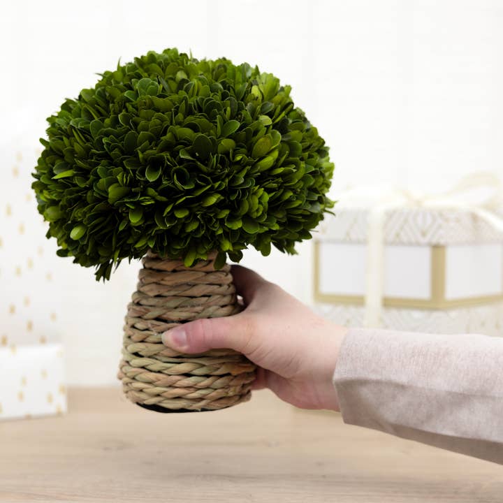 Pavilion - Vendita all'ingrosso Piante artificiali - Topiaria in legno di bosso stabilizzato, 10", a forma di fungo