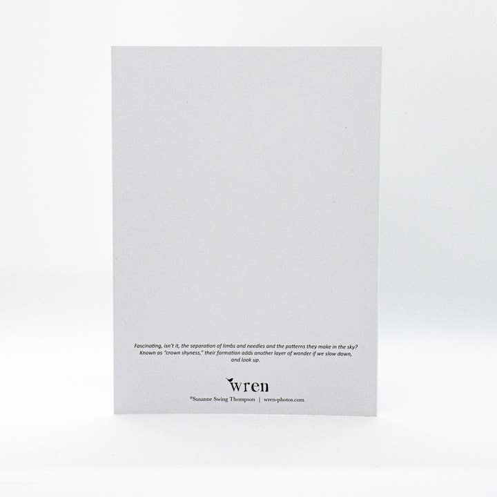 Wren - Wholesale Everyday Greeting Card - Pine Trees | Skyward (Blank inside) Greeting Card3