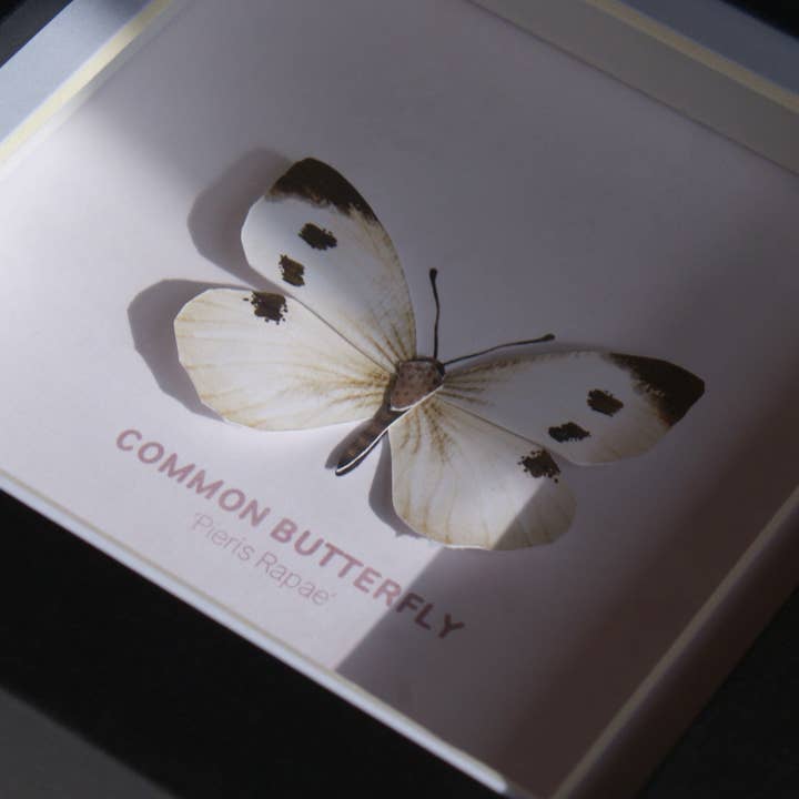 Flutter & Fern - Wholesale Picture Frame - Common Butterfly - Paper Taxidermy Frame