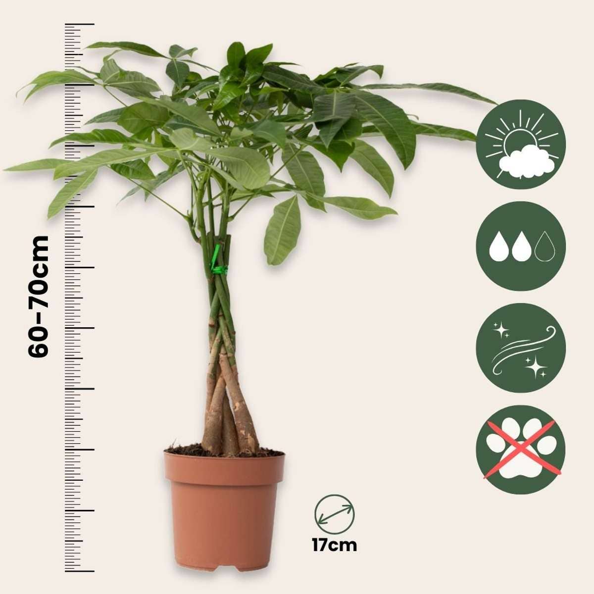 Oasis of Life – wholesale Live plant – Money Tree – 2 Plants – Pachira Aquatica – Height 60–70cm – Ø17cm – Braided Money Tree – Tropical Houseplant for Living Room & Office – Includes Plant Fertilizer3